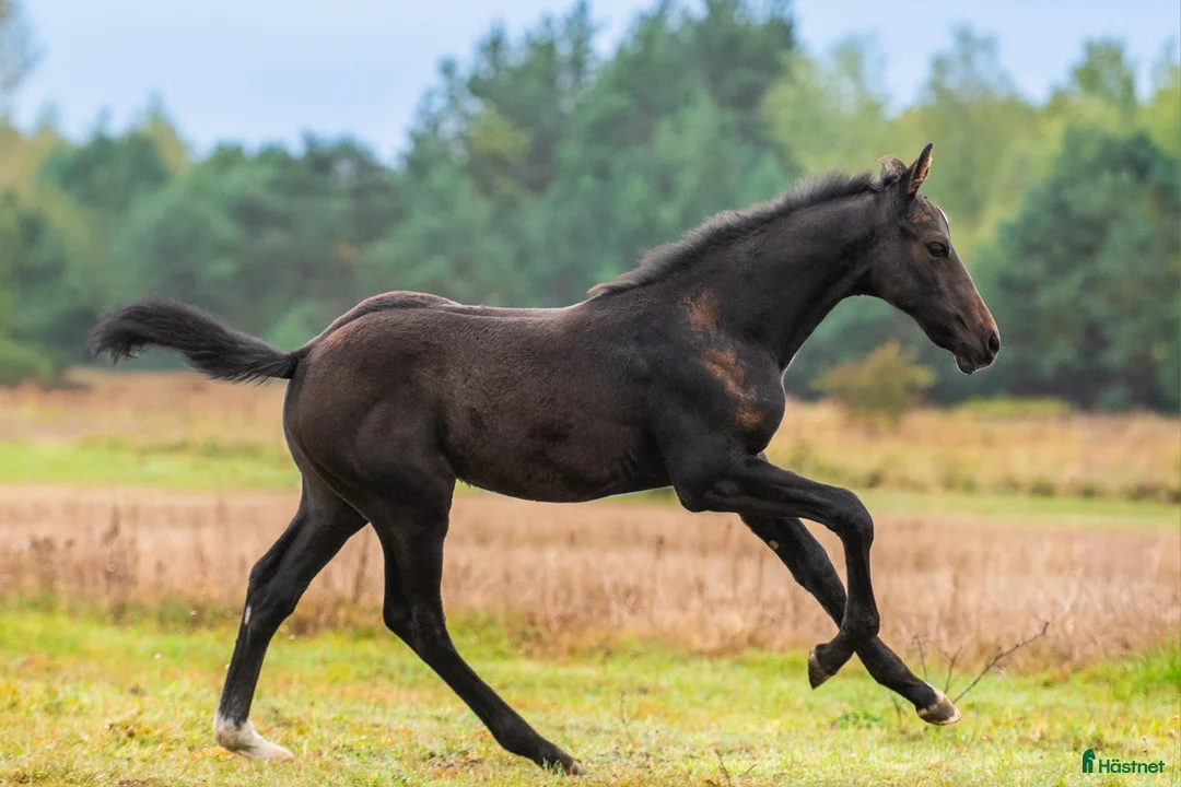 Hoppning hästar till salu: Perspektivföl!!! Qerly Chin-moderlinjen i Sjöbo - Annons 4