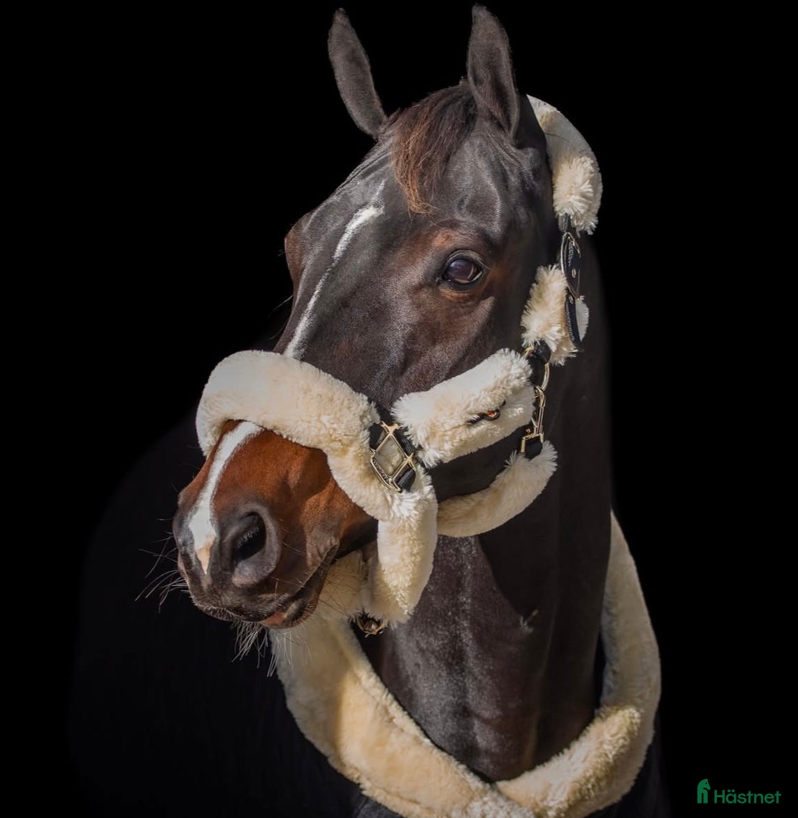 Allround hästar till salu: Allround horse for sale  - Annons 2