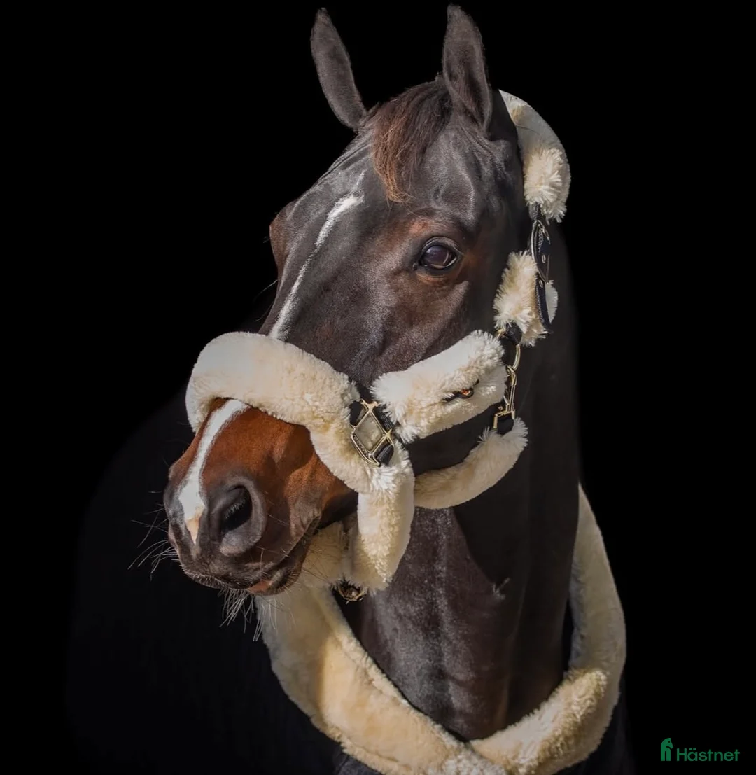 Allround hästar till salu: Allround horse for sale  - Annons 1