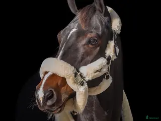 Allround hästar till salu: Allround horse for sale - Annons 2