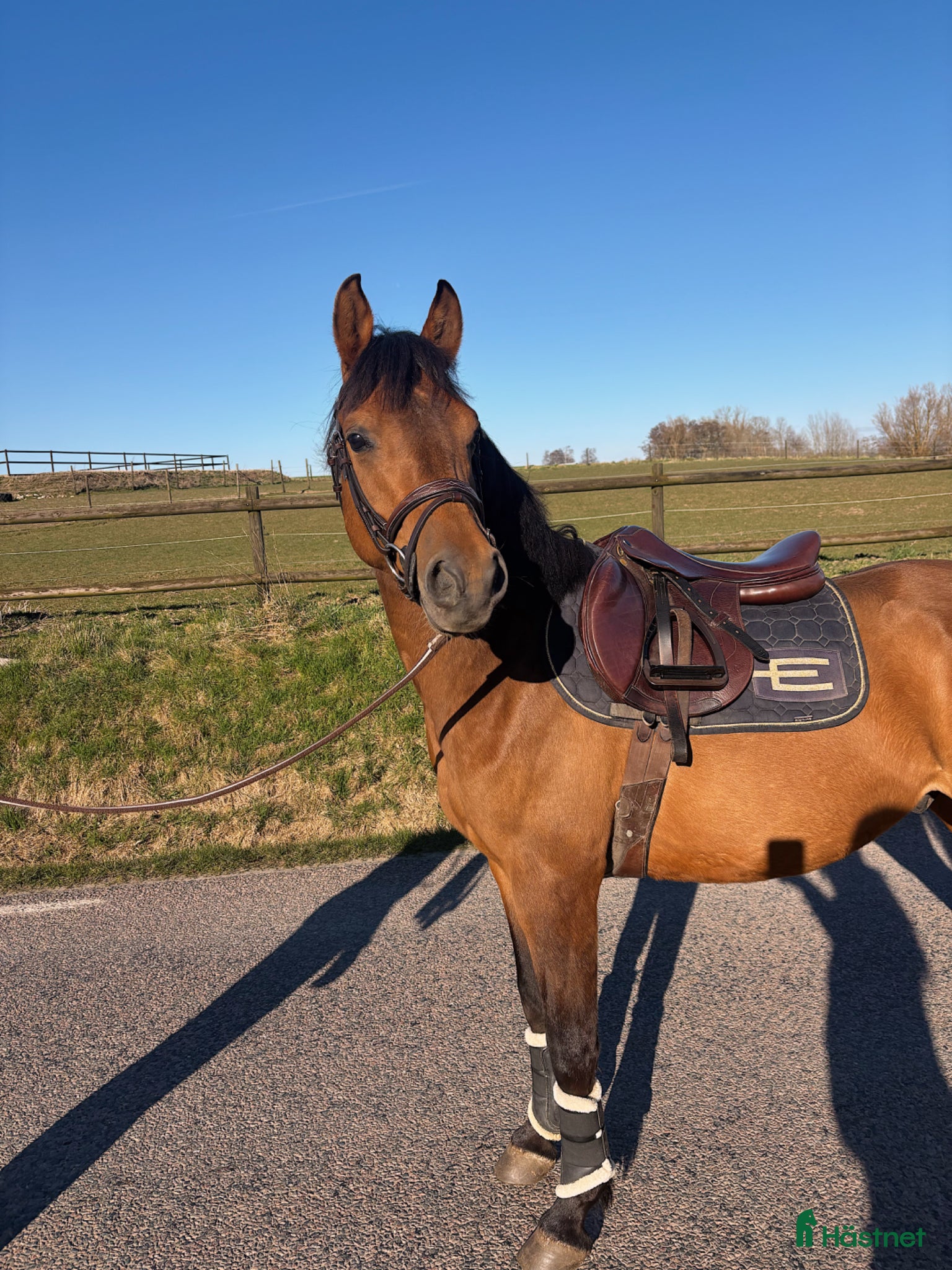  hästar Sportig ponny - Annons 1