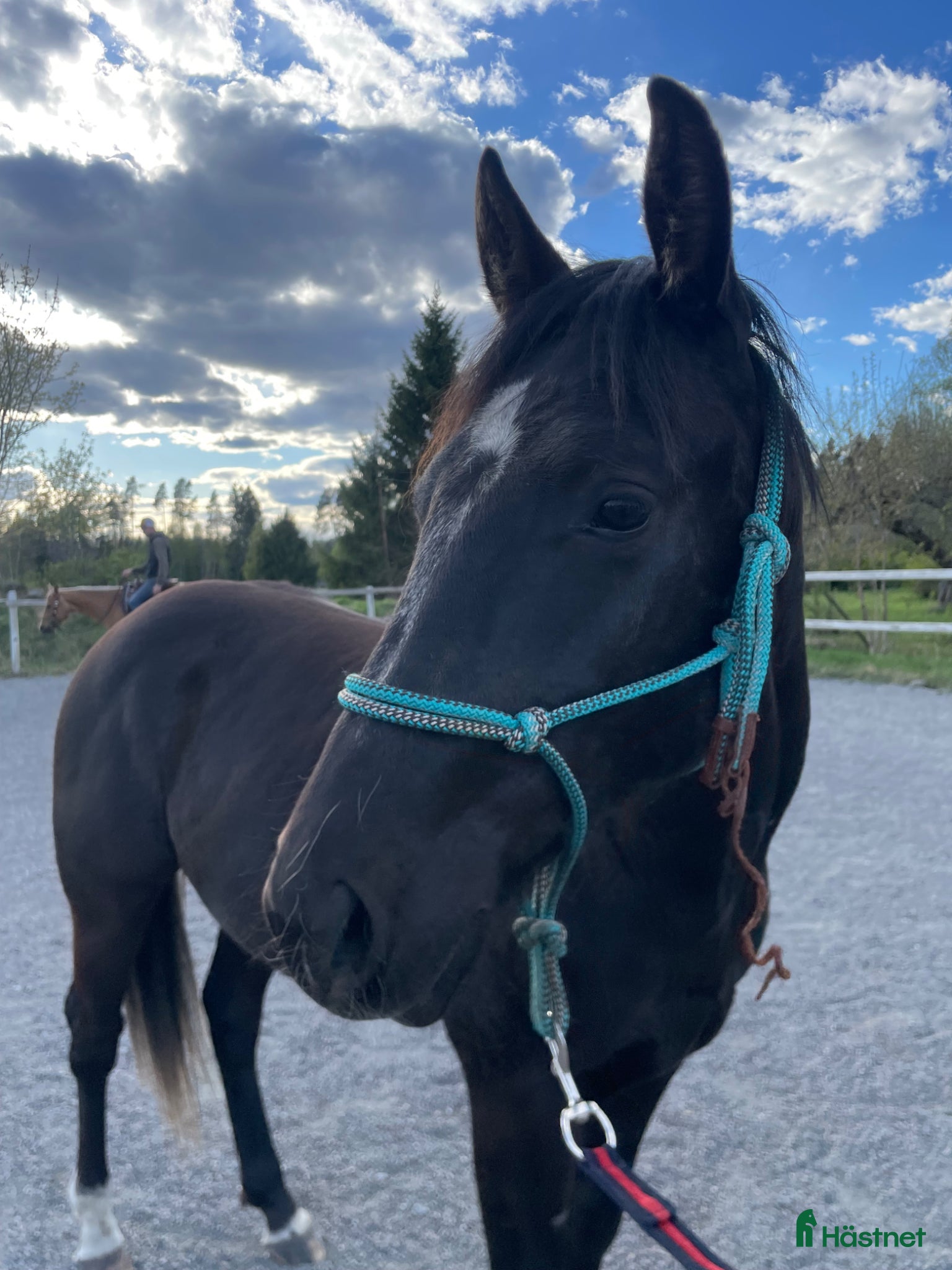  hästar Framtida Reining/cowhorse 💫  - Annons 3