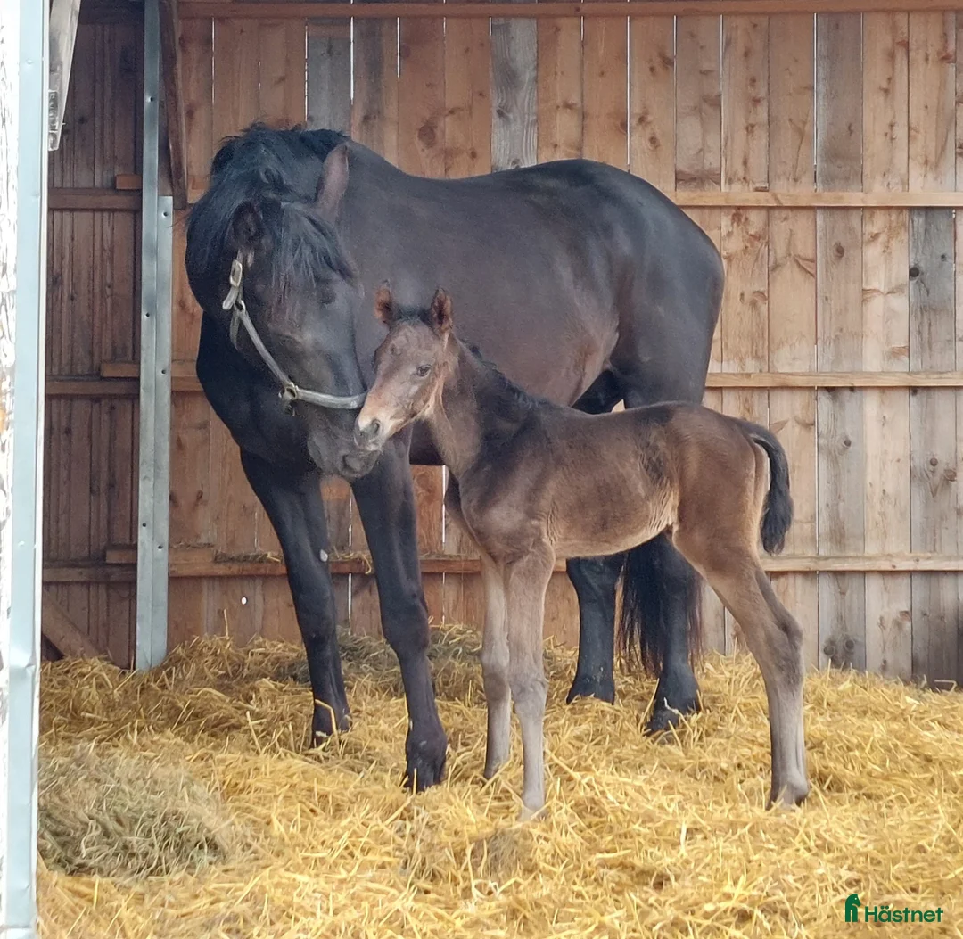  stallplats finnes: Lösdrift Vallentuna i Brottby - Annons 8