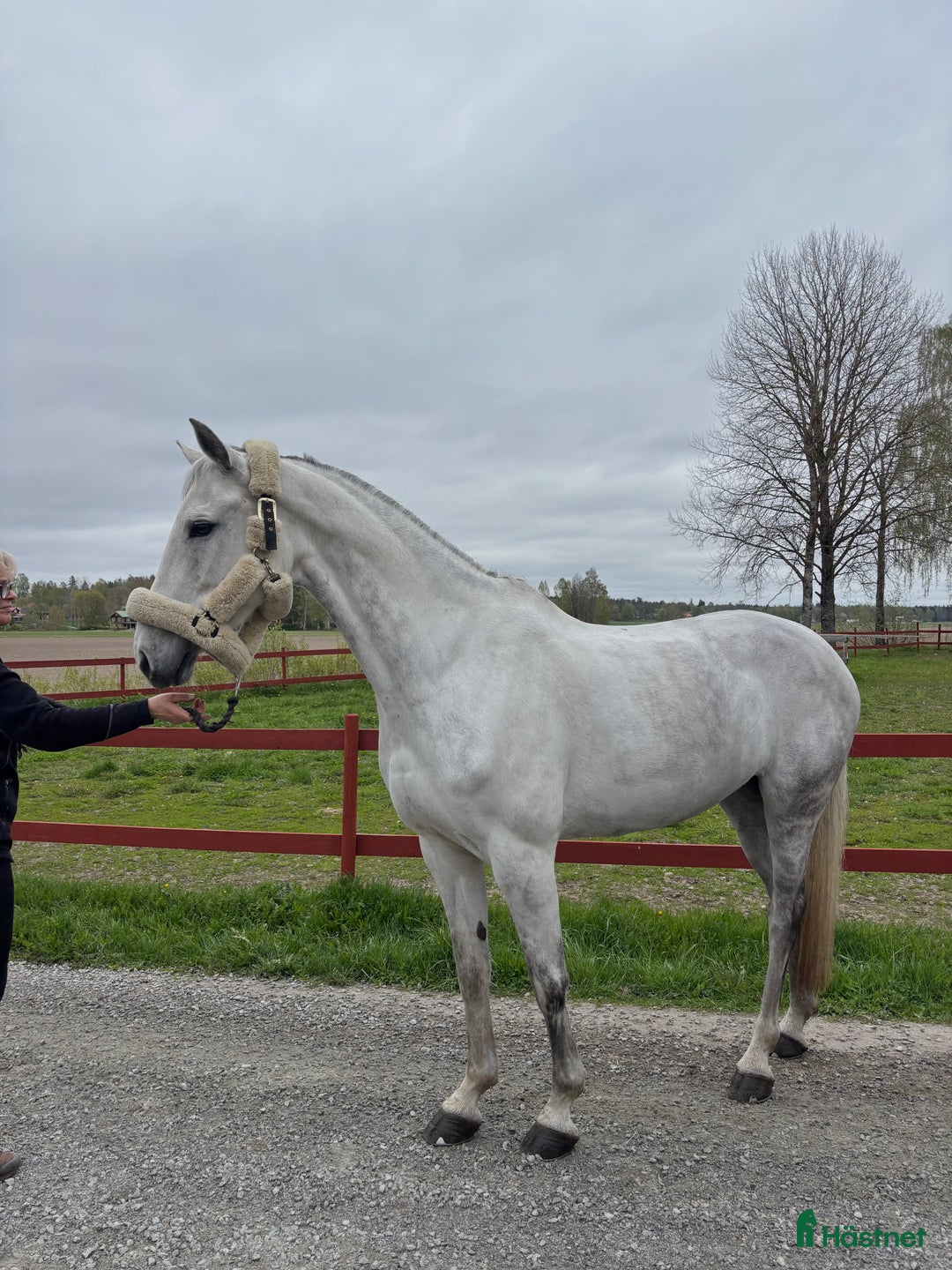 Hoppning hästar till salu: Fint sto e. Corporal VDL x Camaro M - Annons 3