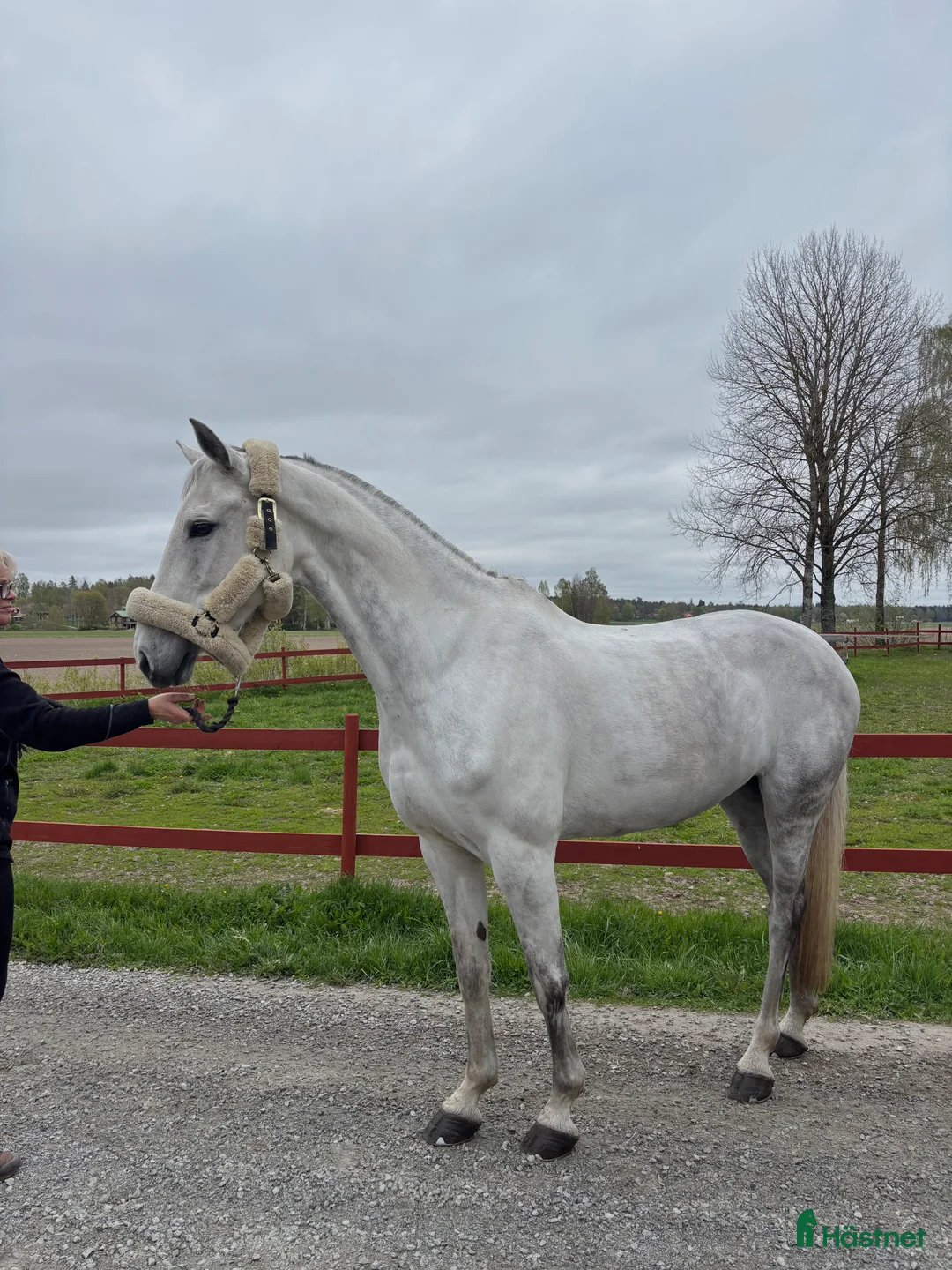 Hoppning hästar till salu: Fint sto e. Corporal VDL x Camaro M - Annons 3