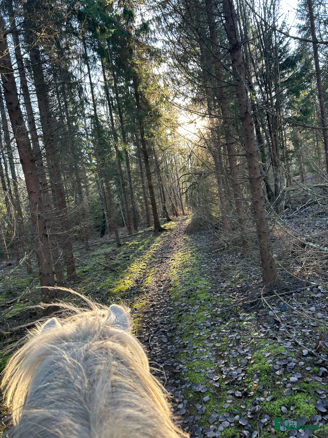  stallplats finnes: En stallplats alternativt 2 lösdriftplatser! - Annons 7