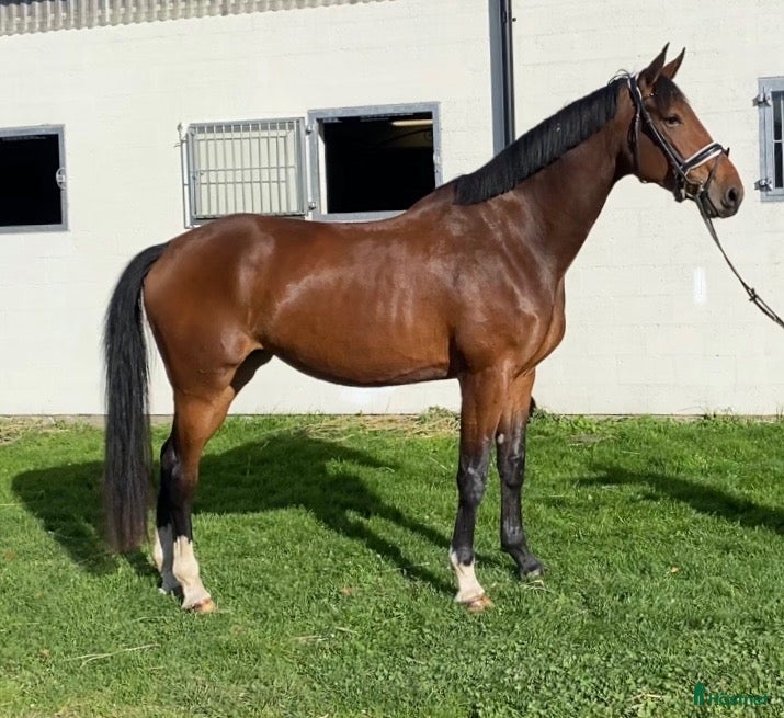 Allround hästar till salu: Talangfullt sto, en framtida stjärna i Bjärred - Annons 1