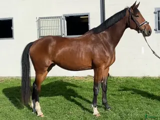 Allround hästar till salu: Talangfullt sto, en framtida stjärna i Bjärred - Annons 1