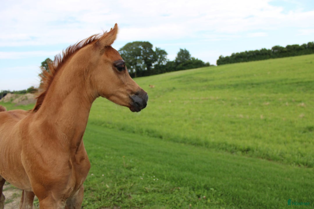 Allround hästar till salu: Smuk Ox araber hingst i Broby kommun - Annons 4