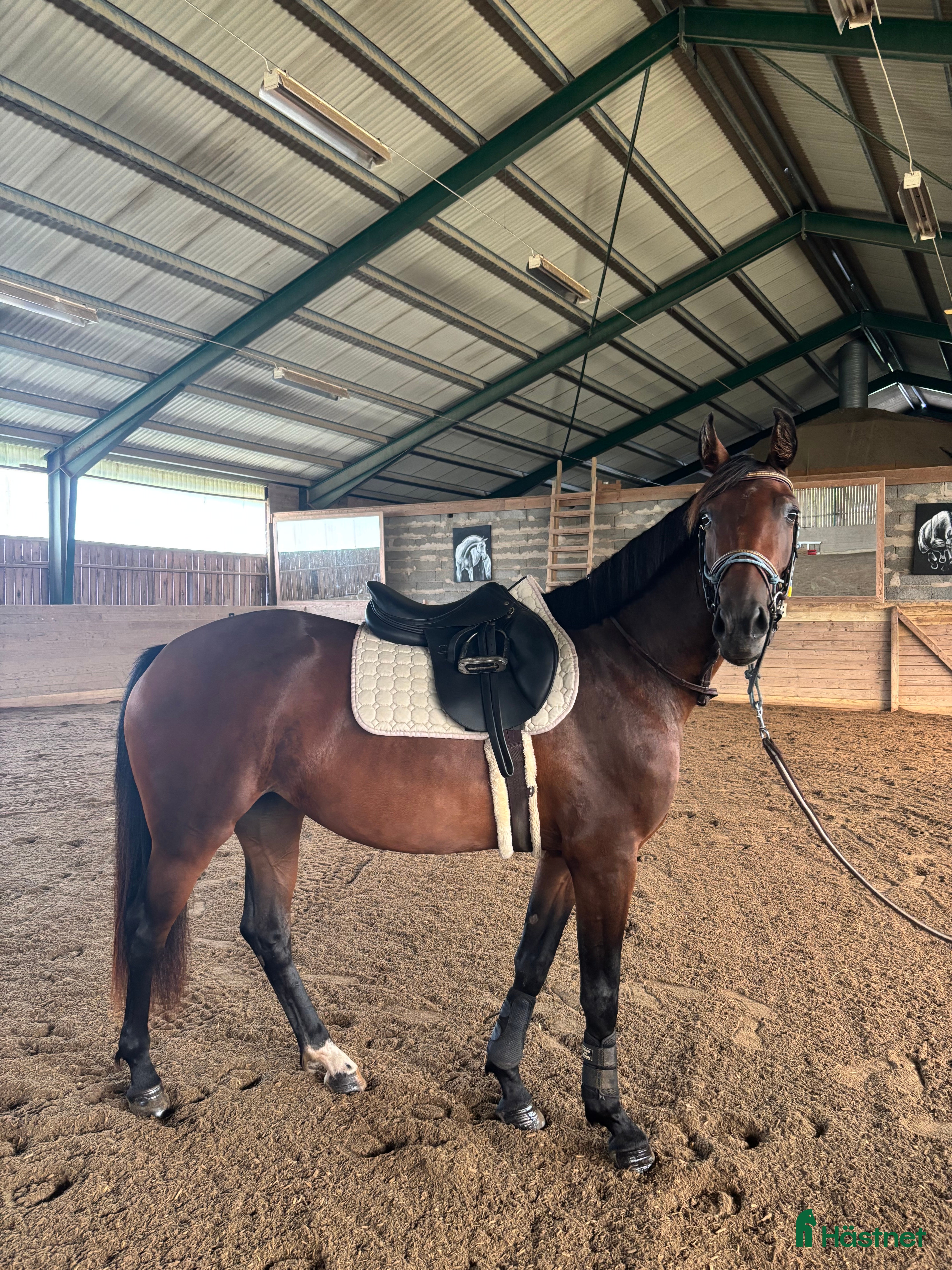  hästar Sto 3 år  i Eskilstuna - Annons 8