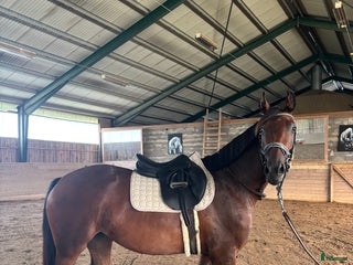 hästar Sto 3 år i Eskilstuna - Annons 15