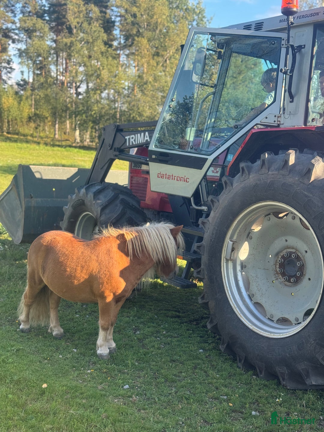 Allround hästar till salu: Underbar Shetlandsponny  i Årjäng - Annons 5