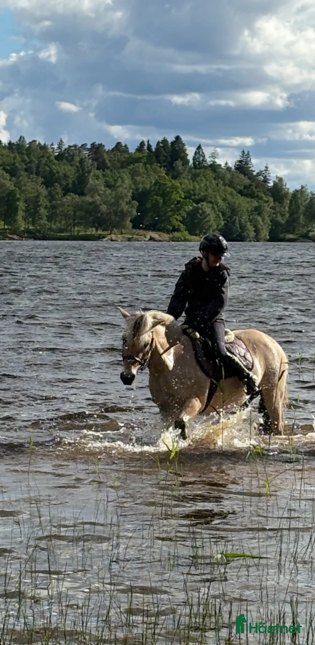  medryttarhäst finnes: Medryttarhäst/ponny sökes i Borås - Annons 2