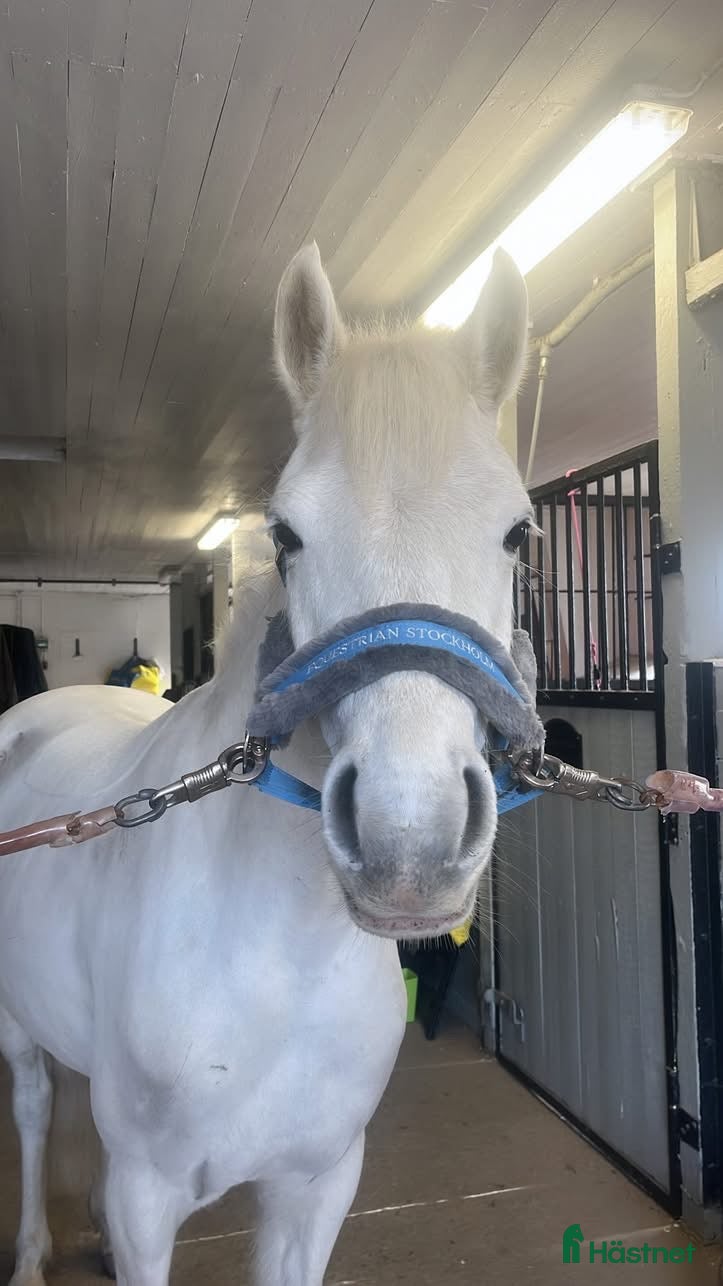  hästar ROSIE🌸 i Upplands Väsby - Annons 13