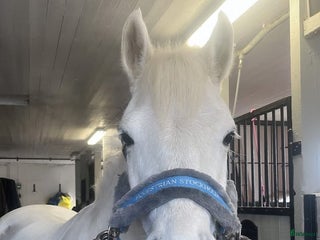 hästar ROSIE🌸 i Upplands Väsby - Annons 18