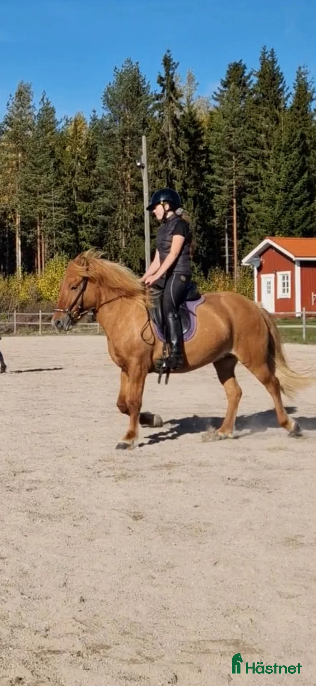 Hoppning hästar sökes: Söker häst att köpa till sommaren i Avesta - Annons 2