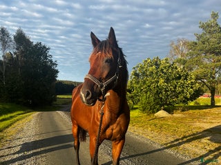 hästar i Onsala - Annons 15