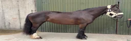 Allround hästar till salu: Irish riding ponies  - Annons 29