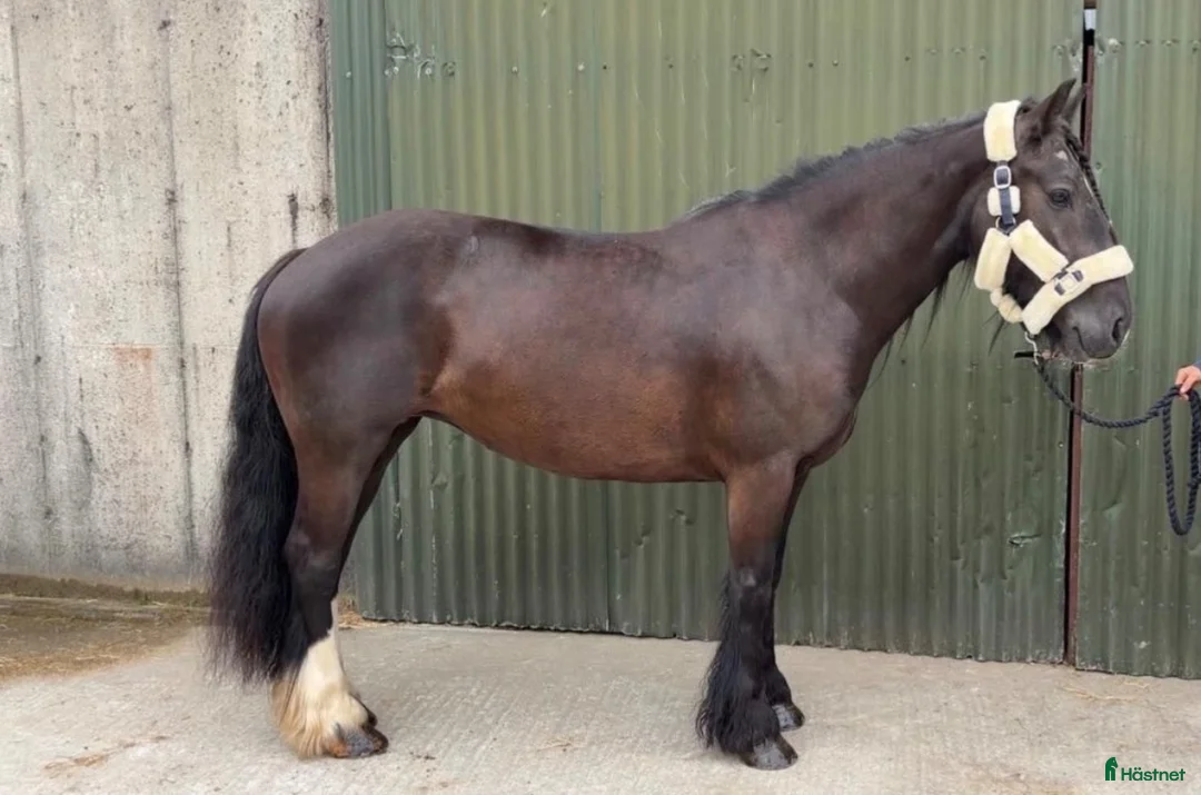 Allround hästar till salu: Irish riding ponies  - Annons 29