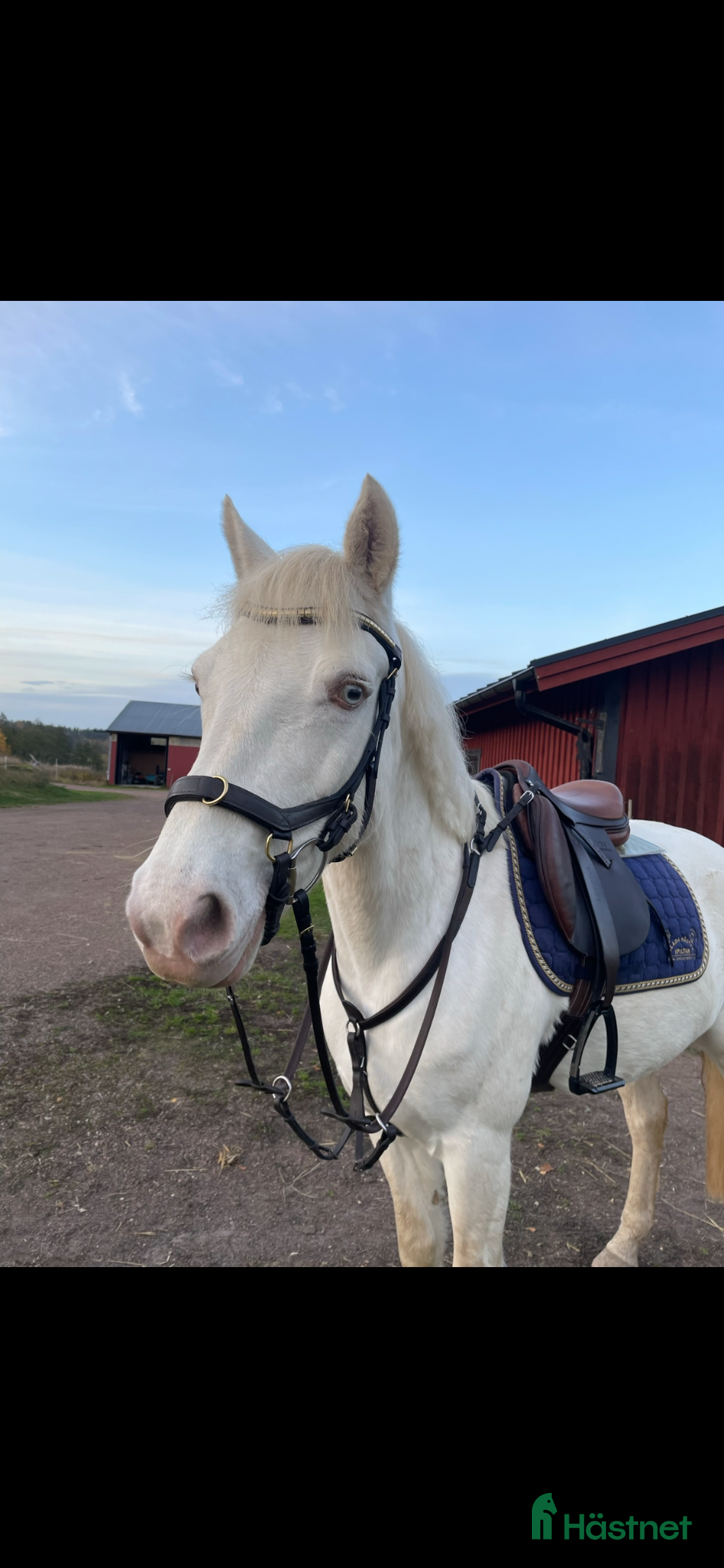  hästar D-ponny Connemarasto med världens bästa psyke - Annons 5