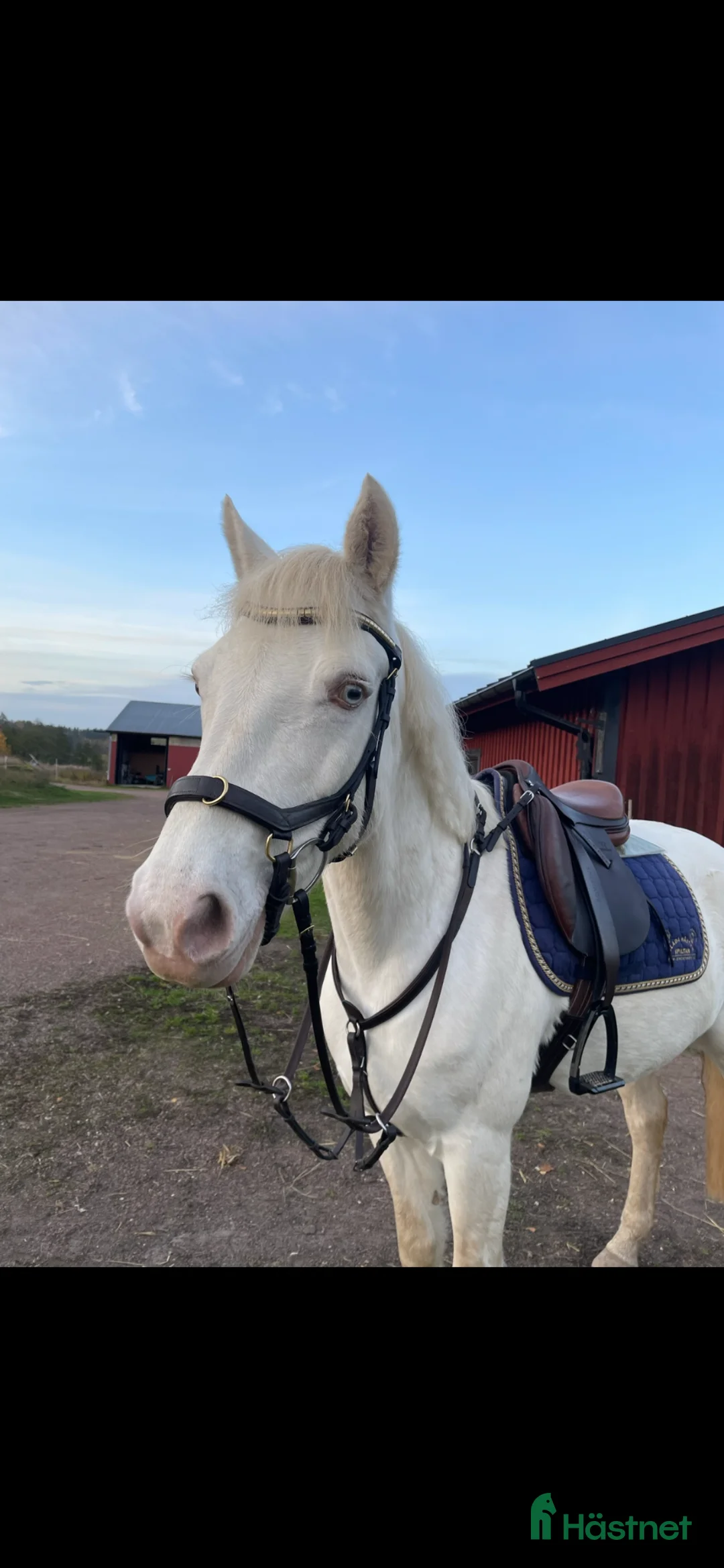 Allround hästar till salu: D-ponny Connemarasto med världens bästa psyke - Annons 1