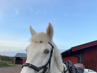 hästar D-ponny Connemarasto med världens bästa psyke - Annons 5