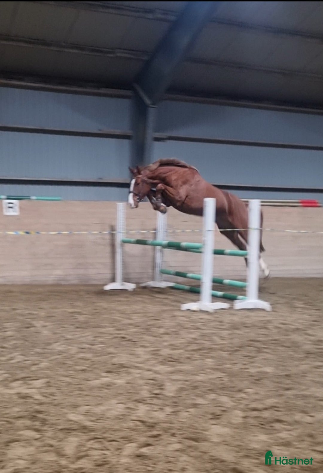 Hoppning hästar till salu: Mycket lovande Unghäst i Ingelstad - Annons 1