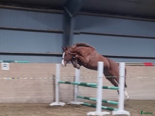 hästar Mycket lovande Unghäst i Ingelstad - Annons 11