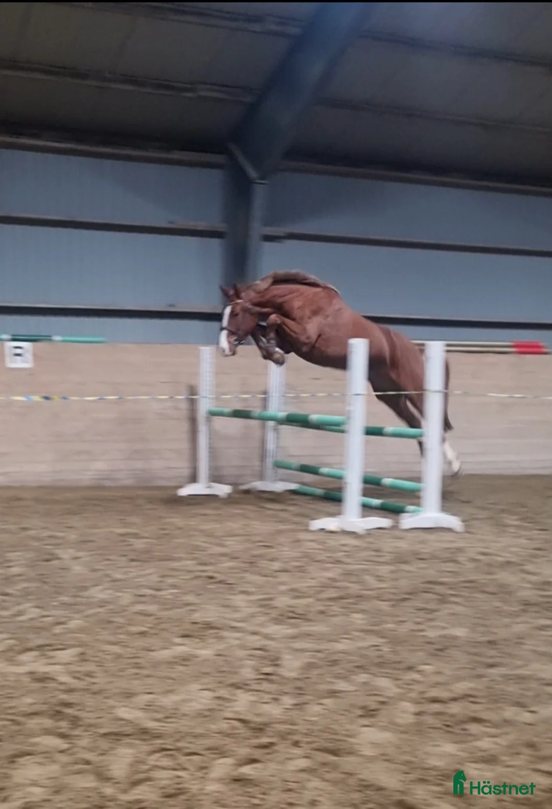 Hoppning hästar till salu: Mycket lovande Unghäst - Annons 1