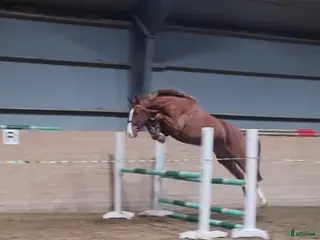 hästar Mycket lovande Unghäst - Annons 2