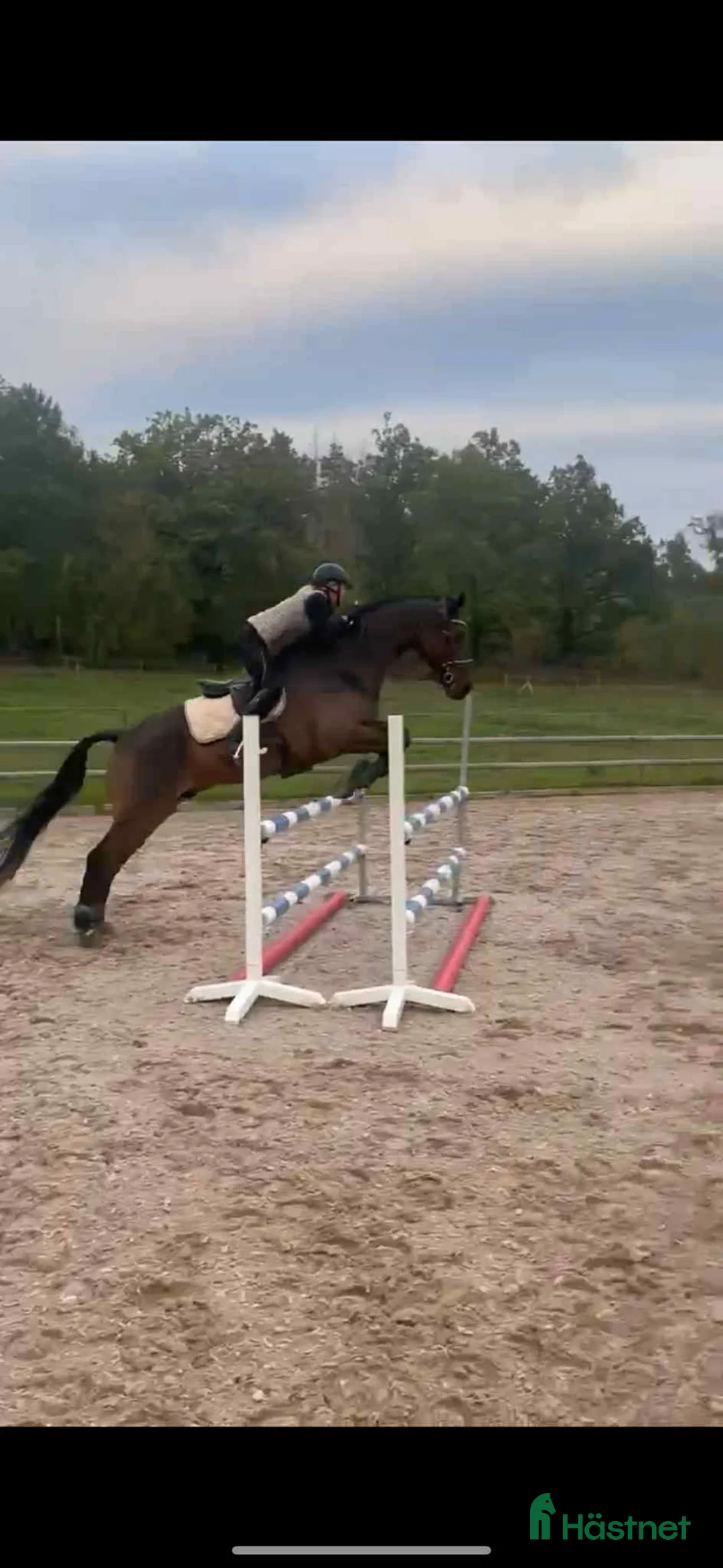  hästservice finnes: Söker du/ni en ny tränare? - Annons 2