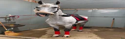 Allround hästar till salu: Otrolig valack 🦄🤍 - Annons 2
