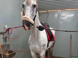 hästar Otrolig valack 🦄🤍 - Annons 16
