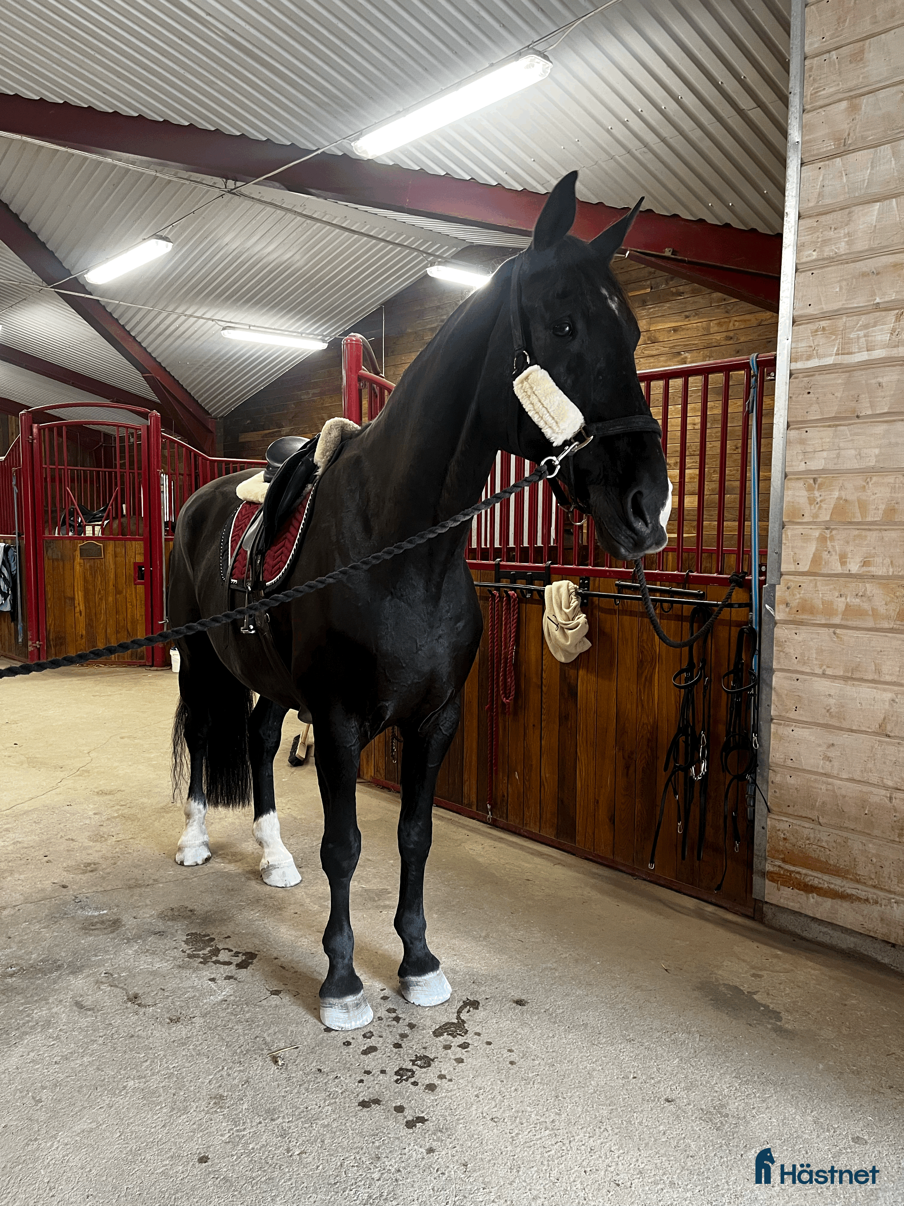  hästar  Svart BWP valack, 14 år, 185 cm. i Almunge - Annons 17