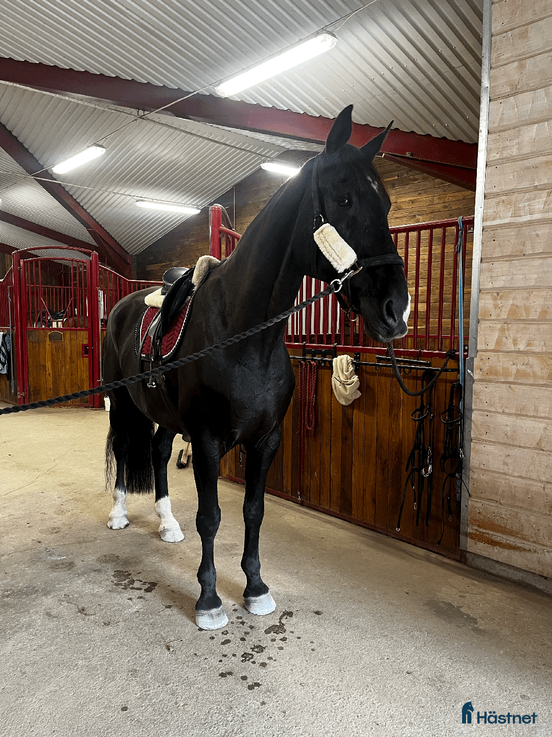 Allround hästar till salu:  Svart BWP valack, 14 år, 185 cm. i Almunge - Annons 1