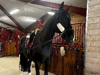 Allround hästar till salu: Svart BWP valack, 14 år, 185 cm. i Almunge - Annons 2