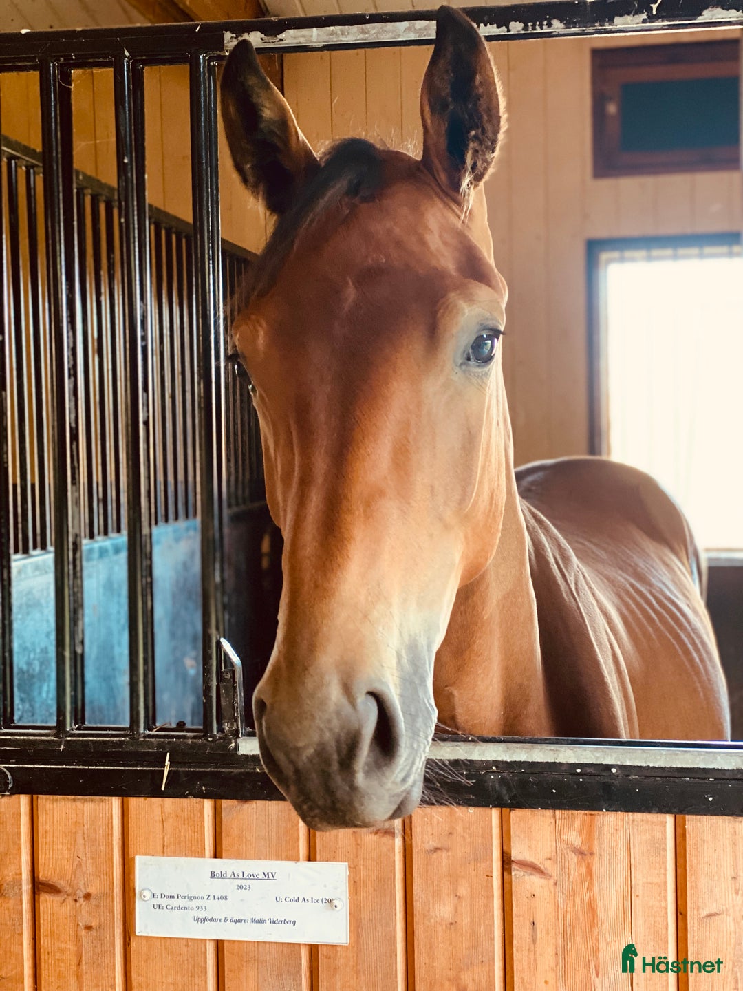 Hoppning hästar till salu: Toppavkomma säljes till seriös tävlingsryttare! i Köpingsvik - Annons 6