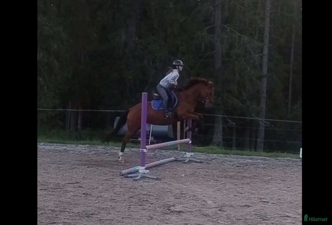 Allround hästar till salu: Stabil ponny i Björnlunda - Annons 1