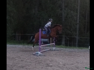 hästar Stabil ponny i Björnlunda - Annons 18