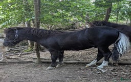 Sällskap hästar till salu: Amerikansk miniatyr  i Hunnebostrand - Bild 1
