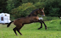 Dressyr hästar till salu: SvenskföLusitanohingst i toppklass, säljes/bytes i Örsundsbro - Bild 1