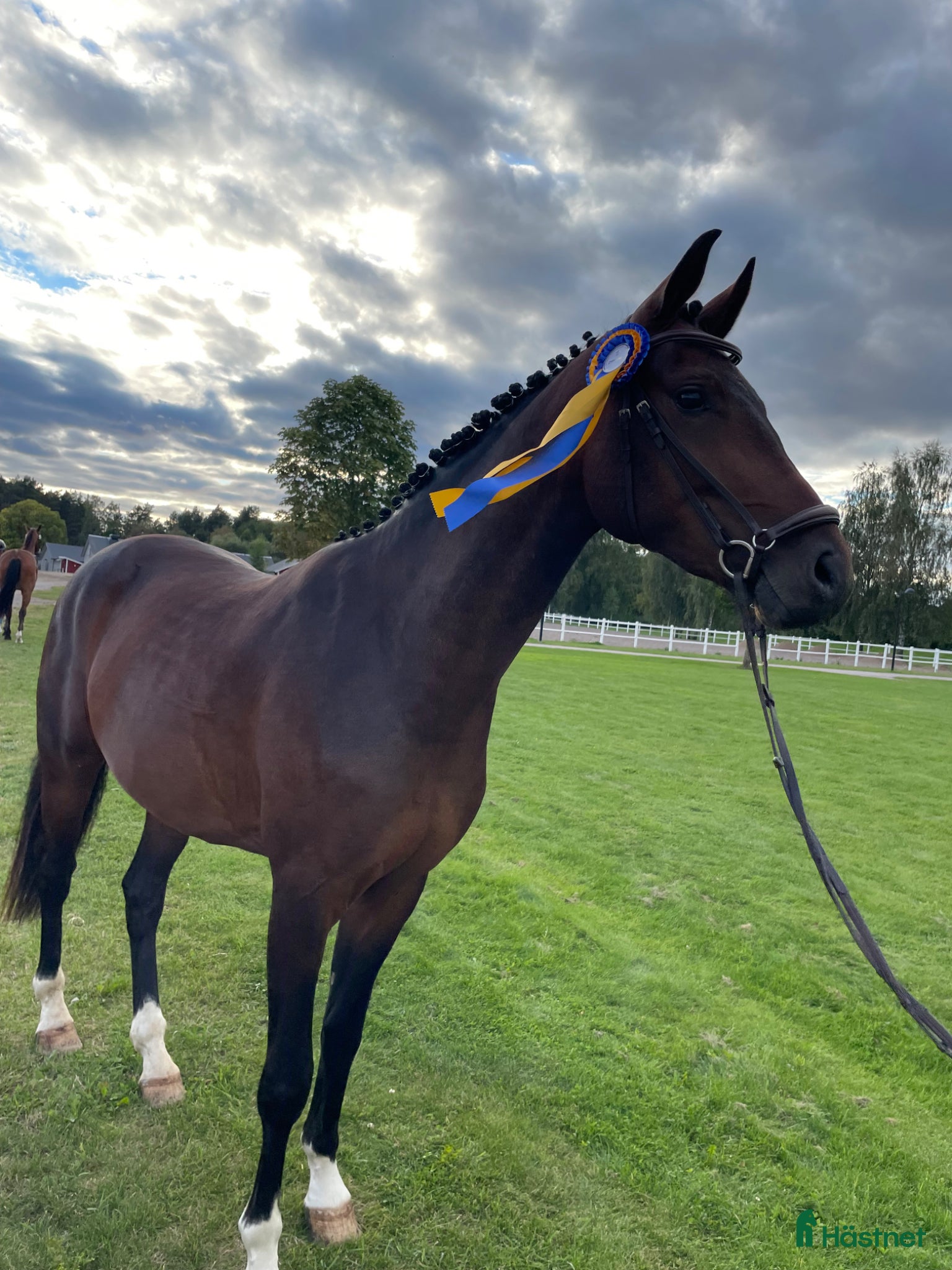  hästar Trevlig 5 årig valack  - Annons 12