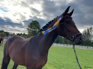 hästar Trevlig 5 årig valack - Annons 12