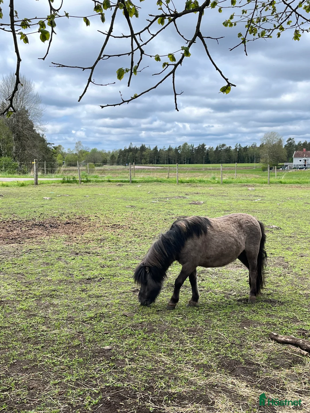 Allround hästar till salu: Underbara Inez i Långaryd - Annons 3