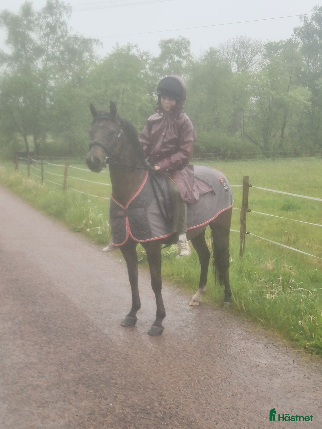 Dressyr hästar till salu: Ljuvligt sto  i Hjärnarp - Annons 4