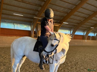 medryttarhäst finnes: Medryttare/halvfodervärd sökes i Alingsås - Annons 15