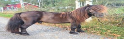 Allround hästar till salu: Minishetland hingst  i Henån - Annons 5