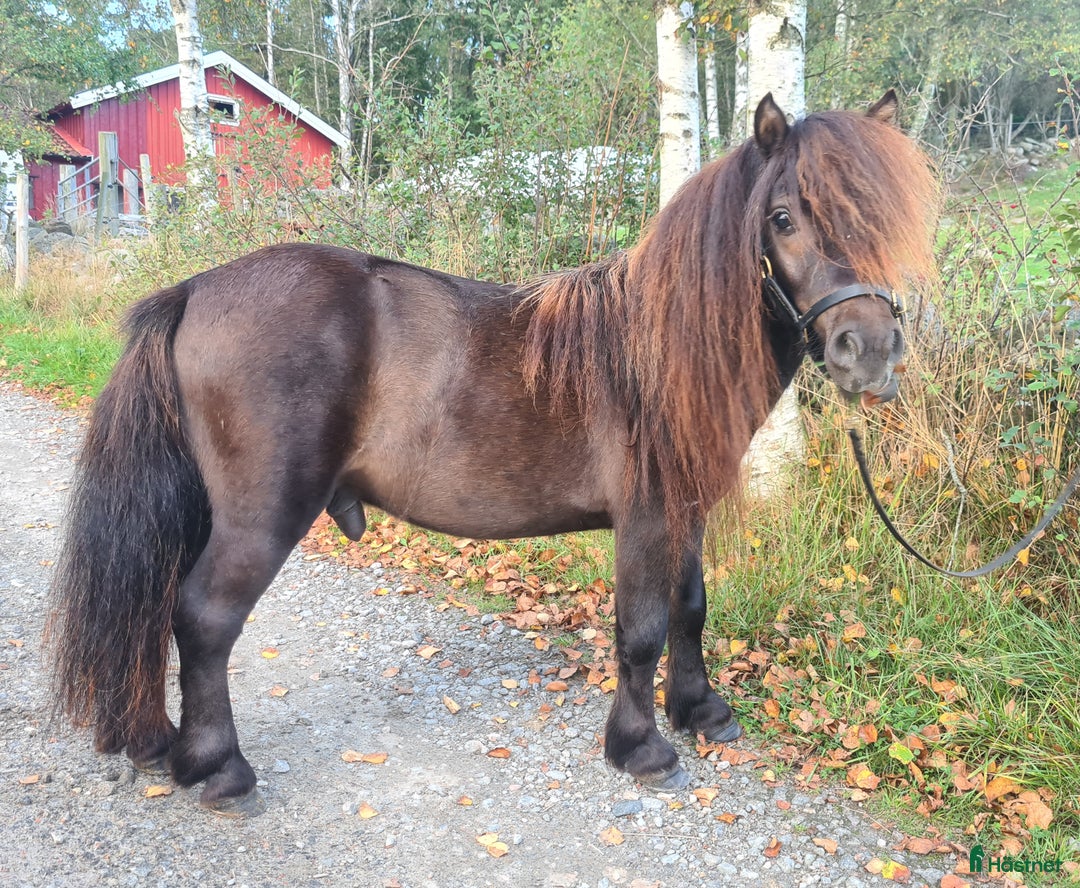 Allround hästar till salu: Minishetland hingst  i Henån - Annons 5