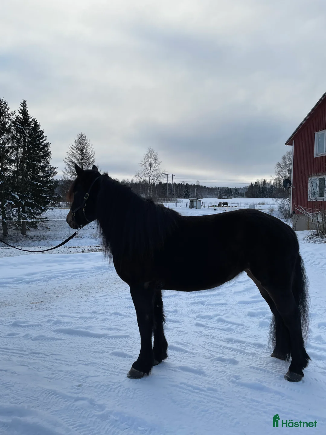 Trav hästar till salu: Nya bilder på Vännfors Frökna  i Vännäs - Annons 7