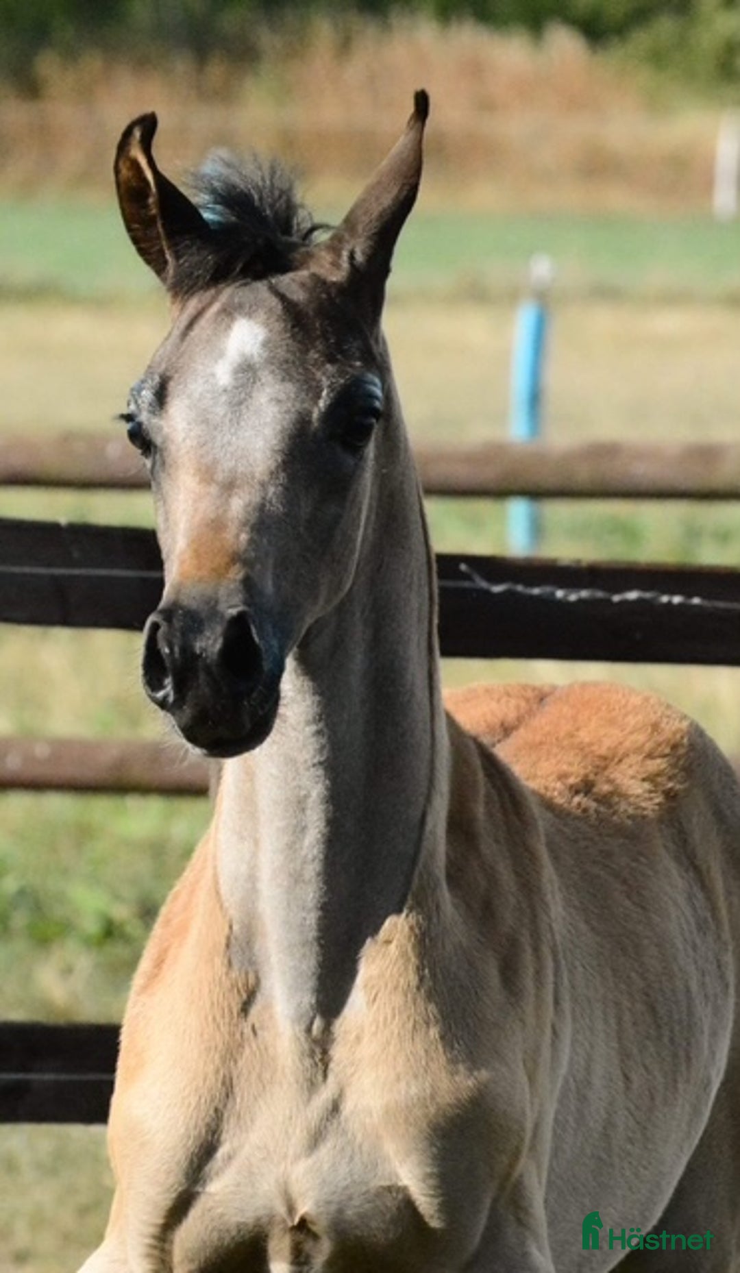 Avelshästar hästar till salu: Super 3 års hoppe til avl og udstillinger i Videbæks kommun - Annons 4